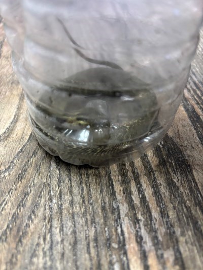 將裝瓶眼鏡蛇交由農業局動物保育單位_0